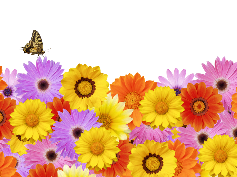 butterflycolor_photo_.jpg