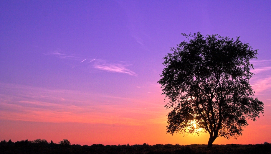 iStock_000002168046Small.jpg